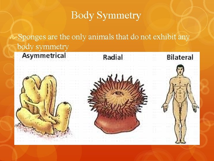 Body Symmetry Sponges are the only animals that do not exhibit any body symmetry