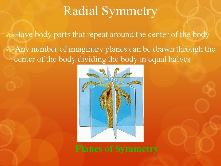 Radial Symmetry Have body parts that repeat around the center of the body Any
