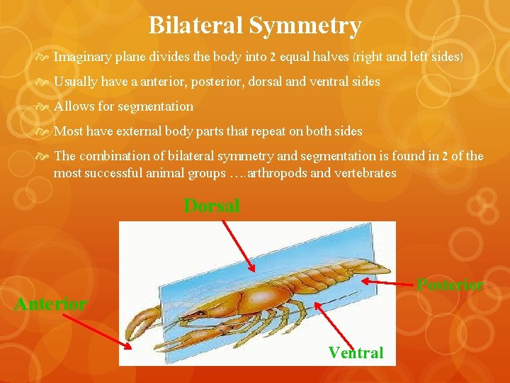 Bilateral Symmetry Imaginary plane divides the body into 2 equal halves (right and left