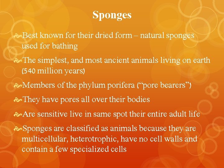 Sponges Best known for their dried form – natural sponges used for bathing The