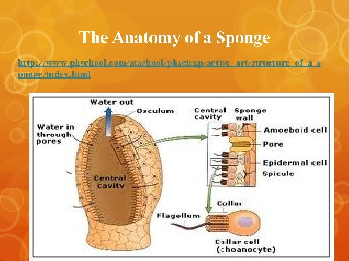 The Anatomy of a Sponge http: //www. phschool. com/atschool/phsciexp/active_art/structure_of_a_s ponge/index. html 