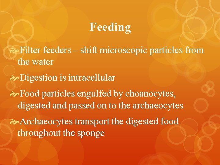 Feeding Filter feeders – shift microscopic particles from the water Digestion is intracellular Food