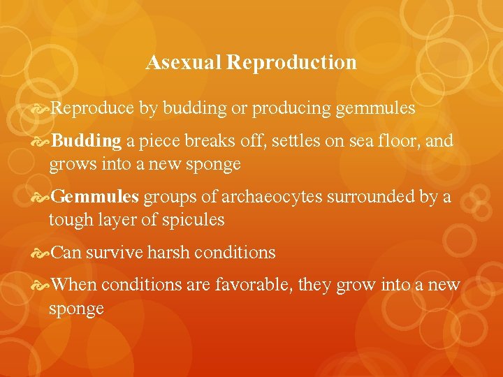 Asexual Reproduction Reproduce by budding or producing gemmules Budding a piece breaks off, settles