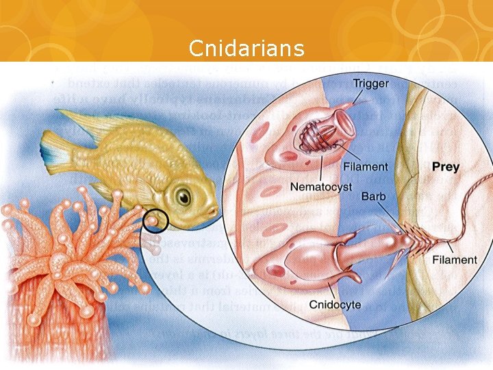 Cnidarians 