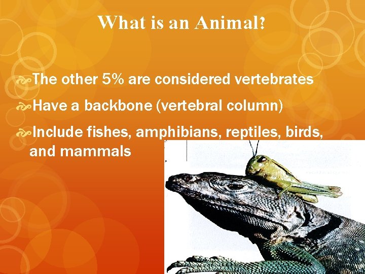 What is an Animal? The other 5% are considered vertebrates Have a backbone (vertebral