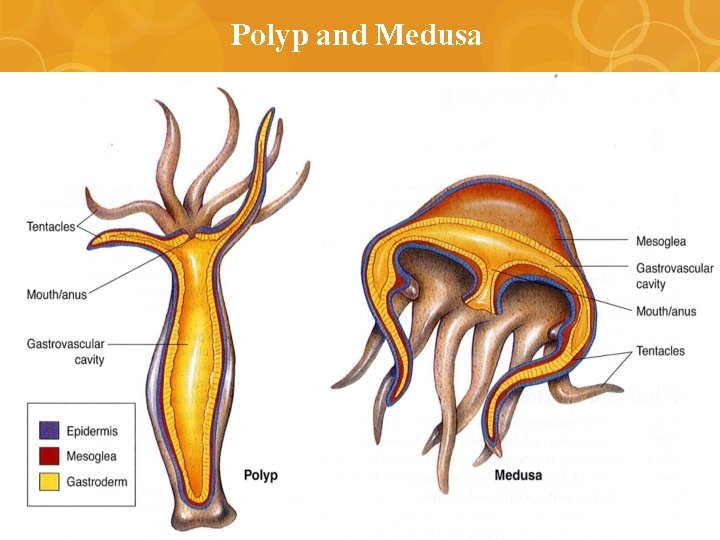 Polyp and Medusa 