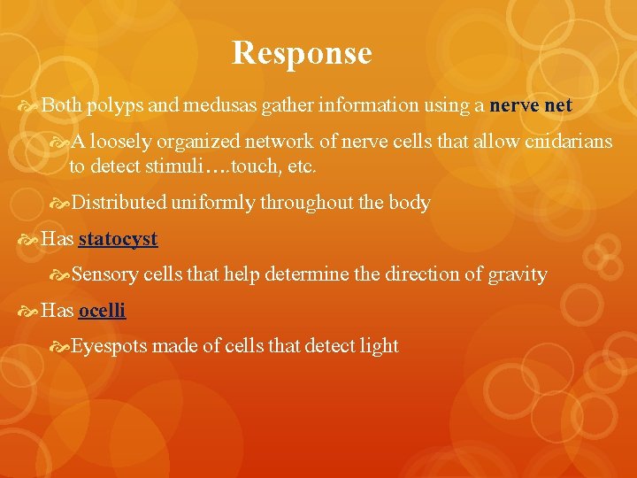 Response Both polyps and medusas gather information using a nerve net A loosely organized