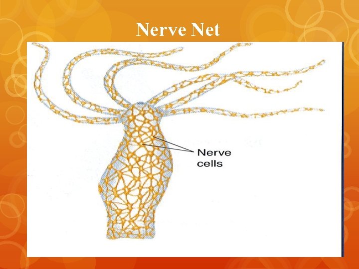 Nerve Net 