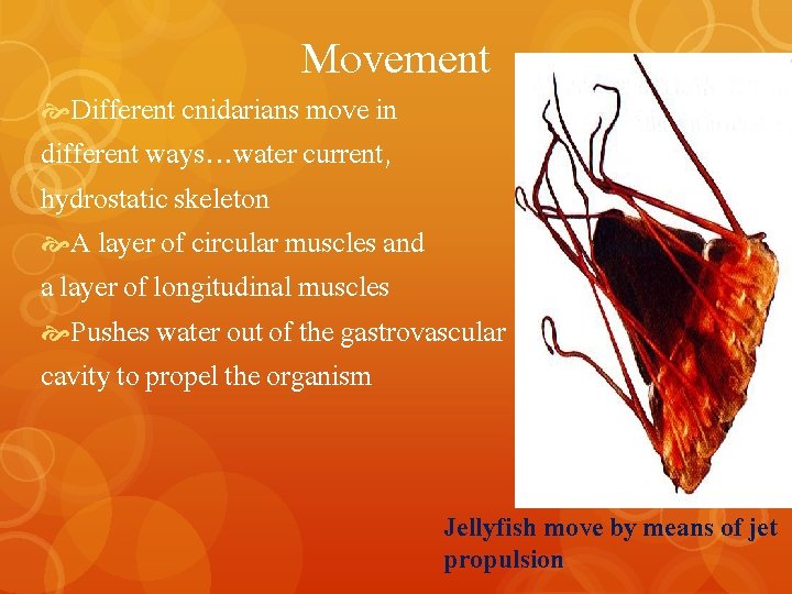 Movement Different cnidarians move in different ways…water current, hydrostatic skeleton A layer of circular