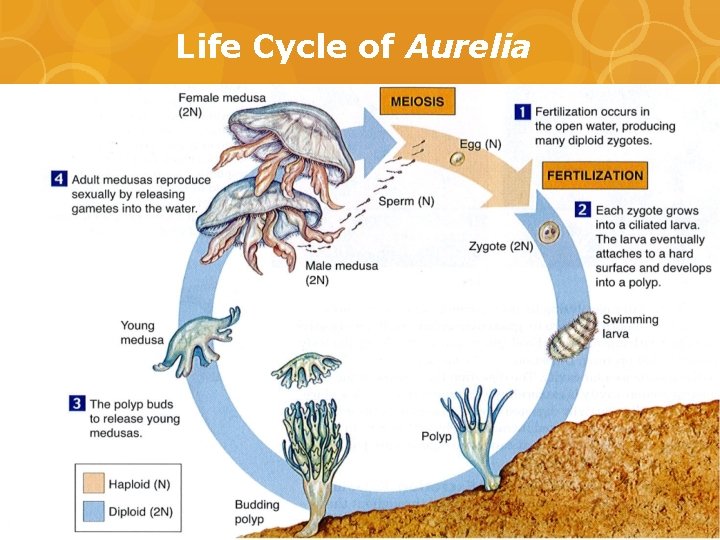 Life Cycle of Aurelia 