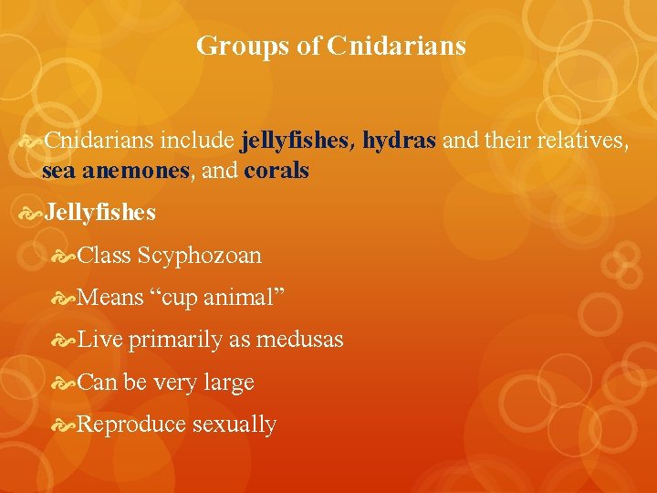 Groups of Cnidarians include jellyfishes, hydras and their relatives, sea anemones, and corals Jellyfishes