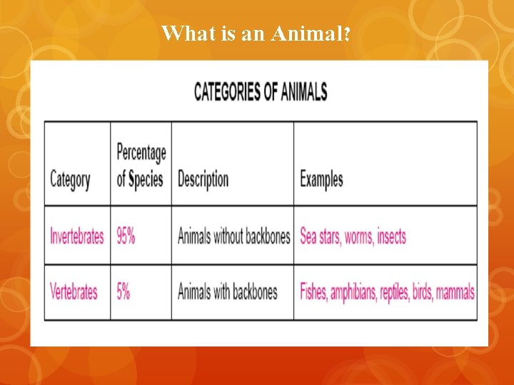 What is an Animal? 