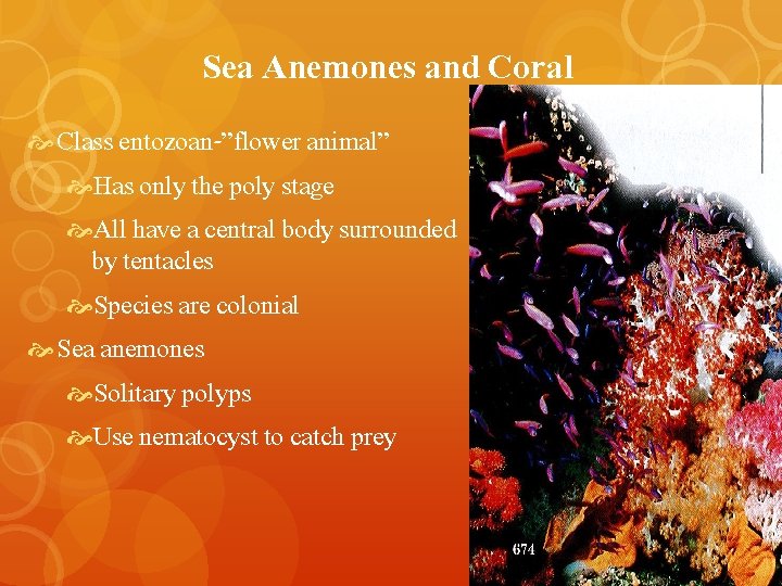 Sea Anemones and Coral Class entozoan-”flower animal” Has only the poly stage All have