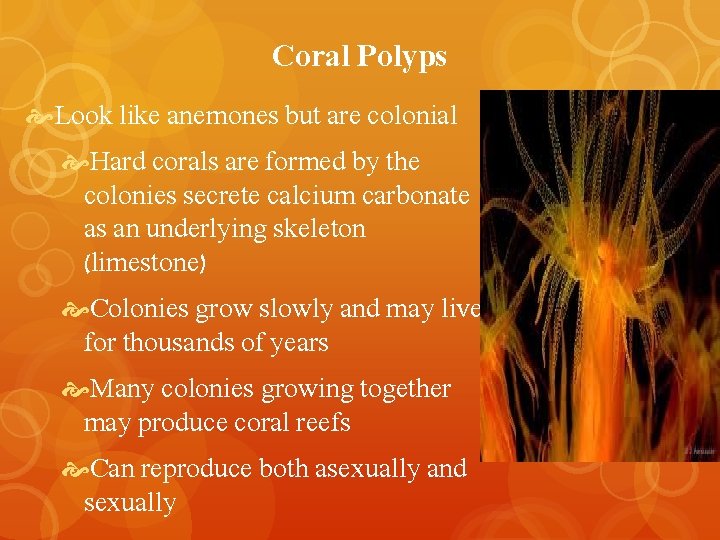 Coral Polyps Look like anemones but are colonial Hard corals are formed by the