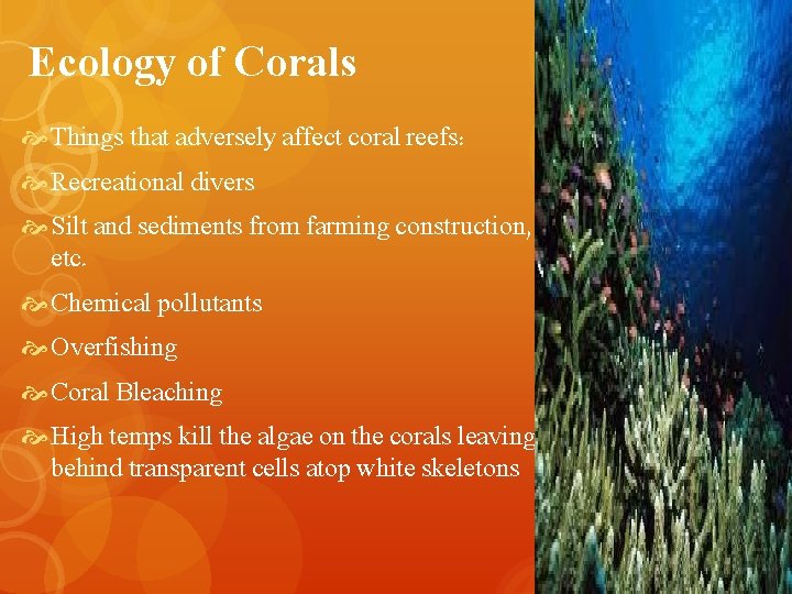 Ecology of Corals Things that adversely affect coral reefs: Recreational divers Silt and sediments Ecology of Corals Things that adversely affect coral reefs: Recreational divers Silt and sediments