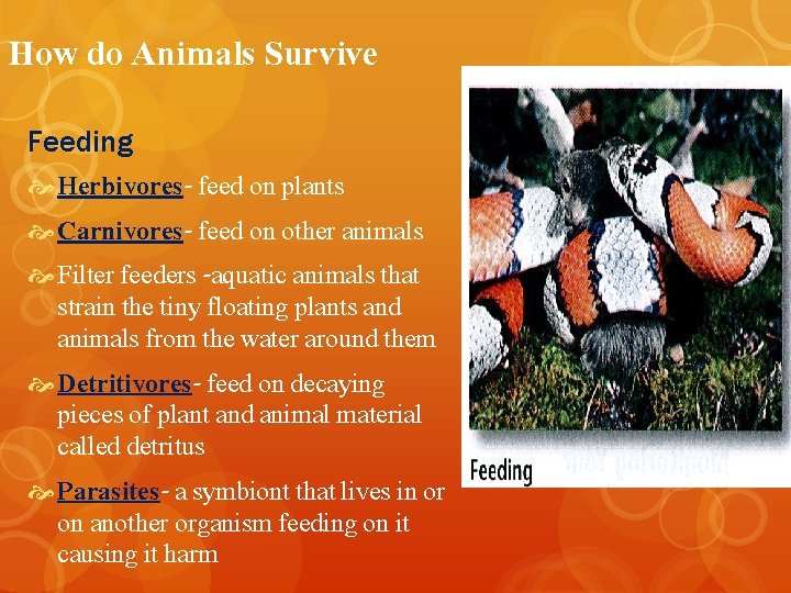 How do Animals Survive Feeding Herbivores- feed on plants Carnivores- feed on other animals