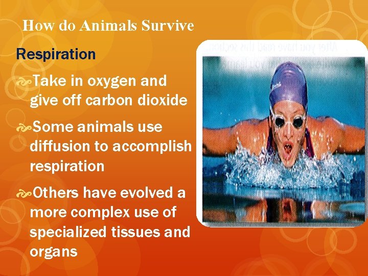 How do Animals Survive Respiration Take in oxygen and give off carbon dioxide Some