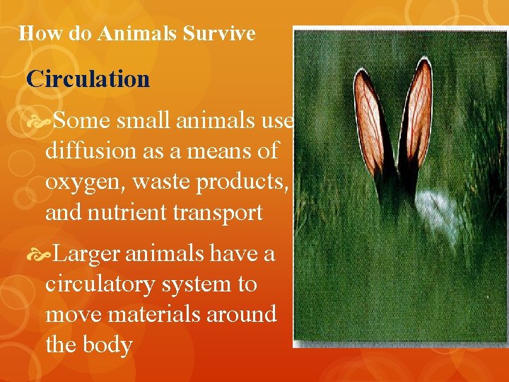 How do Animals Survive Circulation Some small animals use diffusion as a means of