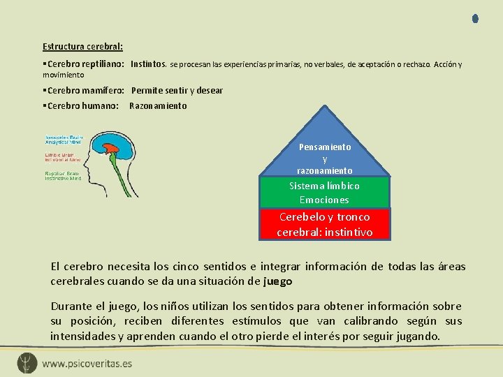 Estructura cerebral: §Cerebro reptiliano: Instintos. se procesan las experiencias primarias, no verbales, de aceptación