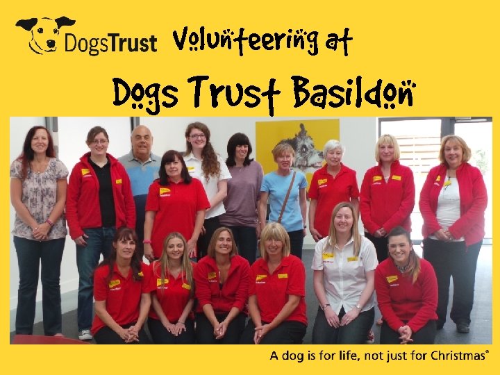 Volunteering at Dogs Trust Basildon 