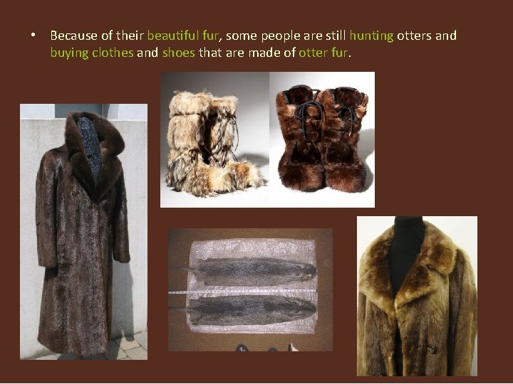  • Because of their beautiful fur, some people are still hunting otters and