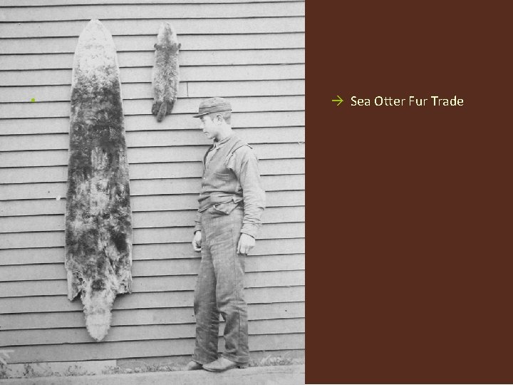  • Sea Otter Fur Trade 