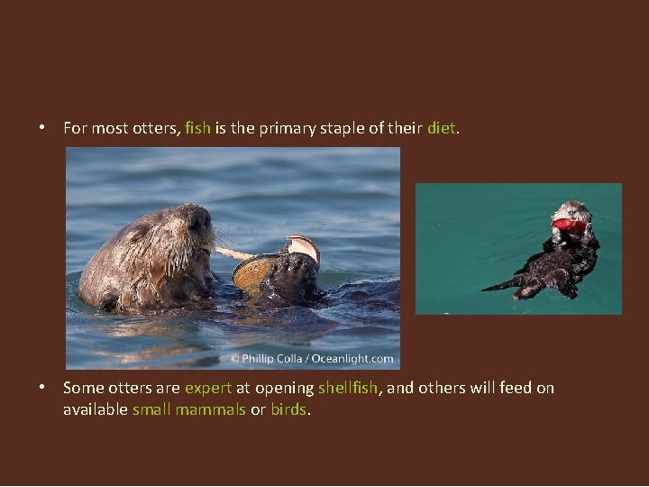  • For most otters, fish is the primary staple of their diet. •