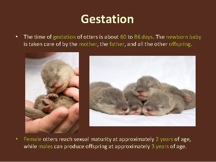 Gestation • The time of gestation of otters is about 60 to 86 days. Gestation • The time of gestation of otters is about 60 to 86 days.