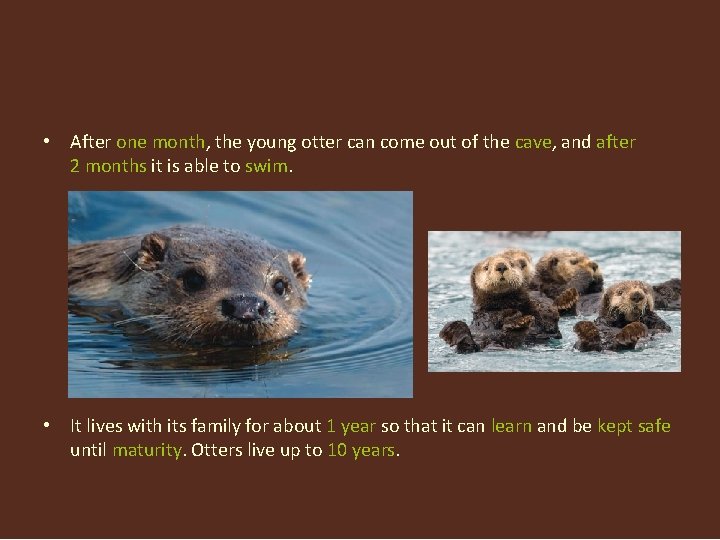  • After one month, the young otter can come out of the cave,