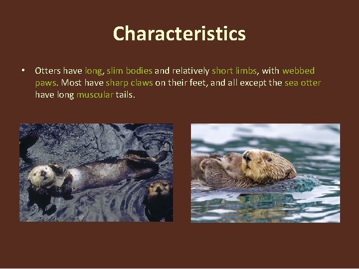 Characteristics • Otters have long, slim bodies and relatively short limbs, with webbed paws.