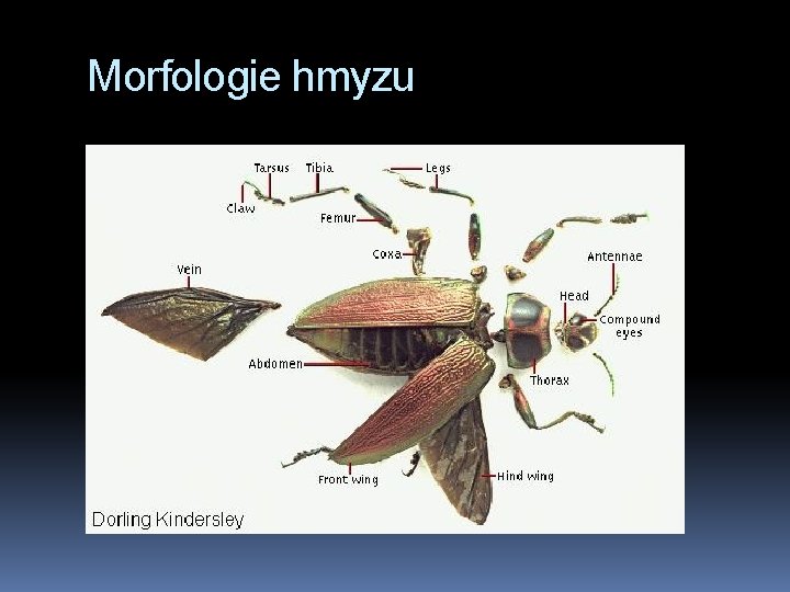 Morfologie hmyzu 