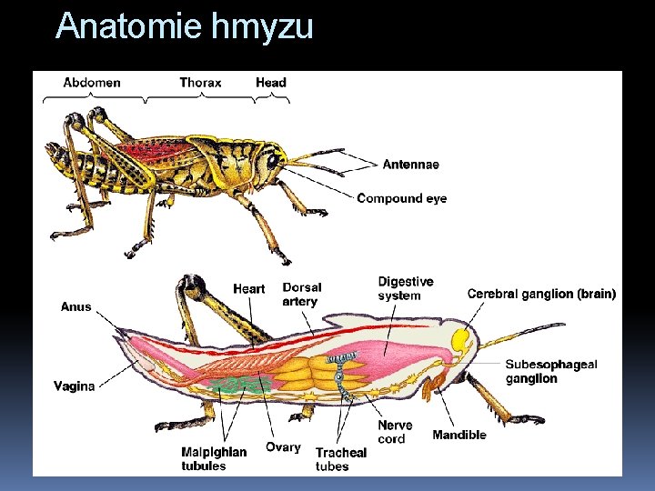 Anatomie hmyzu 