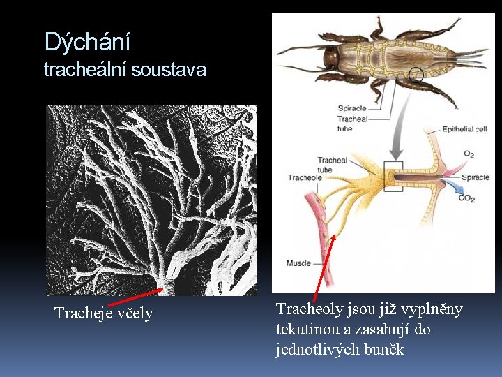 Dýchání tracheální soustava Tracheje včely Tracheoly jsou již vyplněny tekutinou a zasahují do jednotlivých