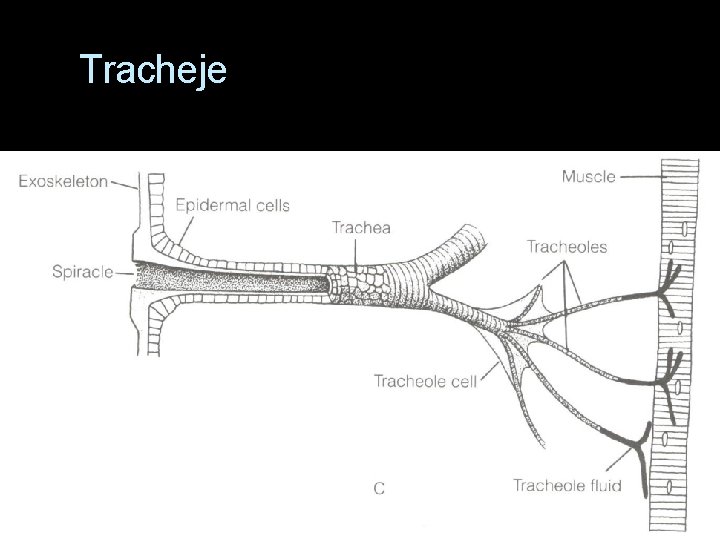 Tracheje 