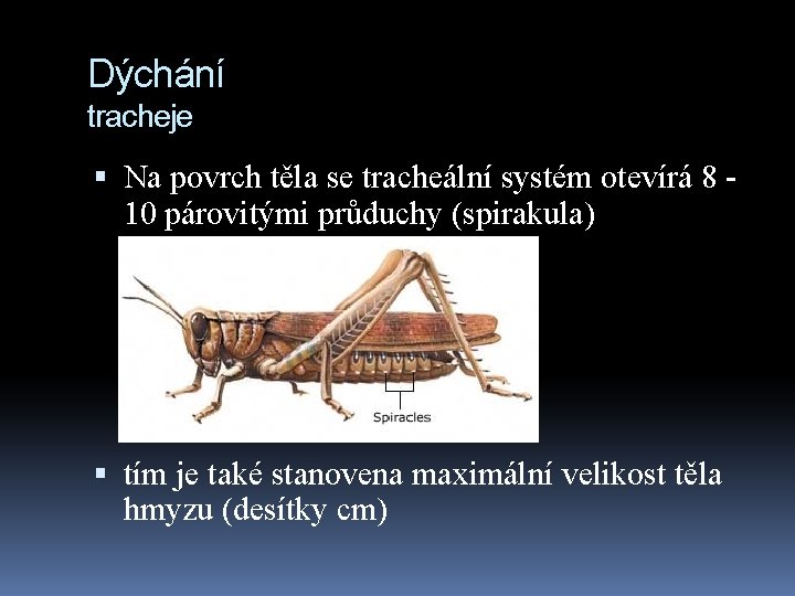 Dýchání tracheje Na povrch těla se tracheální systém otevírá 8 10 párovitými průduchy (spirakula)