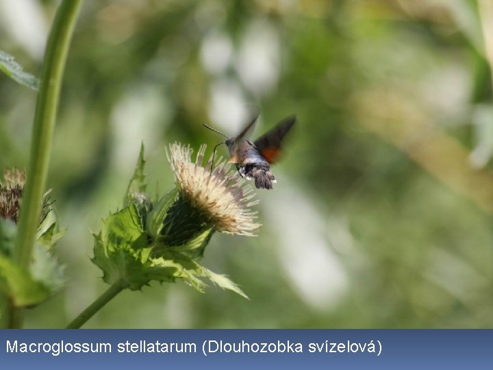 Macroglossum stellatarum (Dlouhozobka svízelová) 