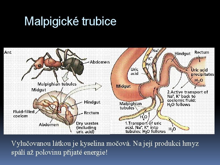 Malpigické trubice Vylučovanou látkou je kyselina močová. Na její produkci hmyz spálí až polovinu