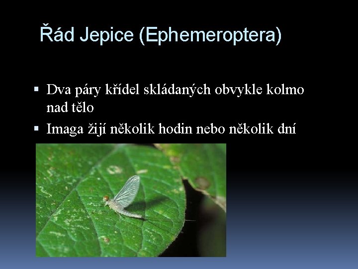 Řád Jepice (Ephemeroptera) Dva páry křídel skládaných obvykle kolmo nad tělo Imaga žijí několik