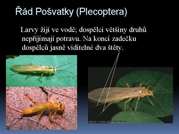 Řád Pošvatky (Plecoptera) Larvy žijí ve vodě; dospělci většiny druhů nepřijímají potravu. Na konci