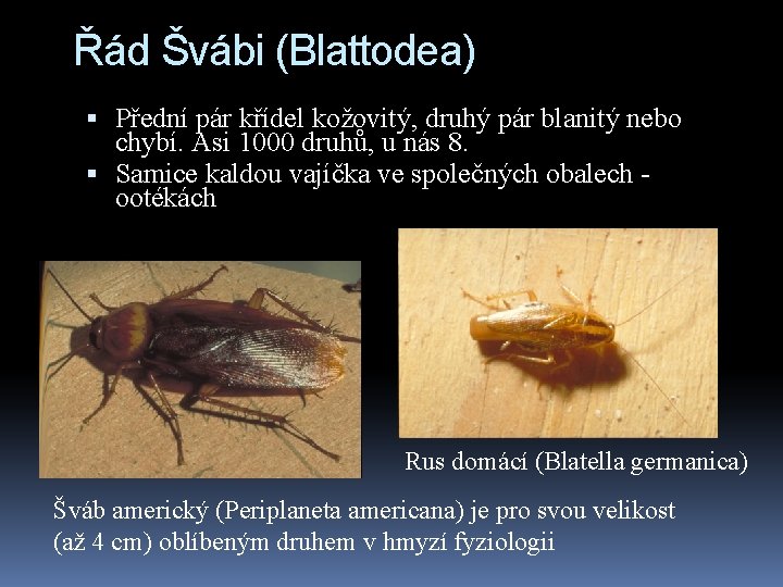 Řád Švábi (Blattodea) Přední pár křídel kožovitý, druhý pár blanitý nebo chybí. Asi 1000