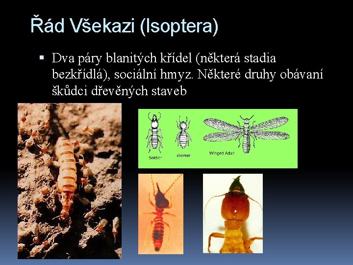 Řád Všekazi (Isoptera) Dva páry blanitých křídel (některá stadia bezkřídlá), sociální hmyz. Některé druhy