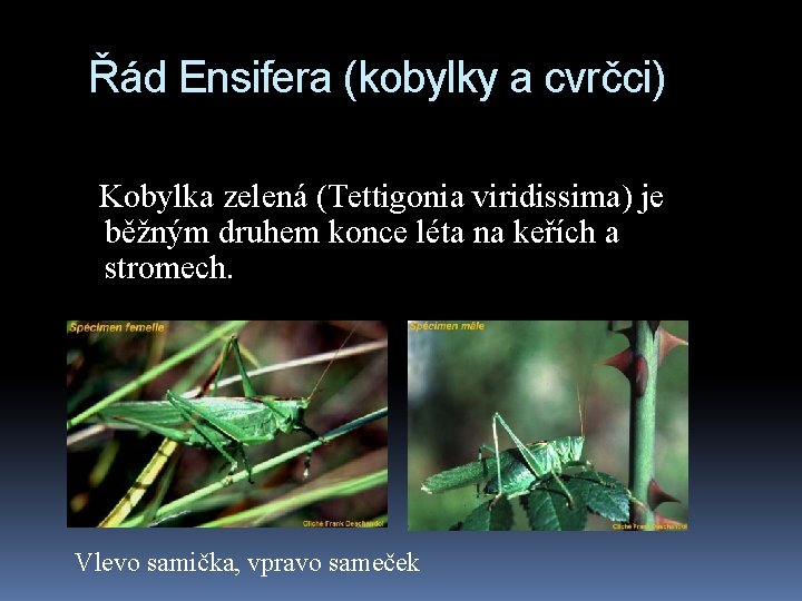 Řád Ensifera (kobylky a cvrčci) Kobylka zelená (Tettigonia viridissima) je běžným druhem konce léta