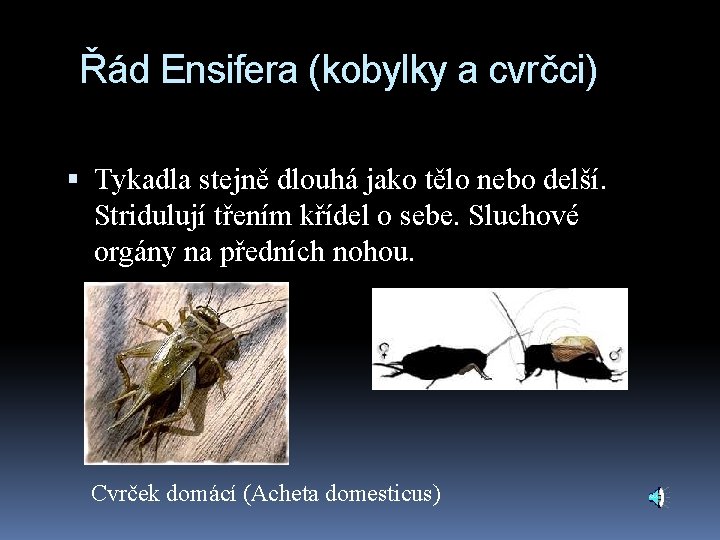 Řád Ensifera (kobylky a cvrčci) Tykadla stejně dlouhá jako tělo nebo delší. Stridulují třením