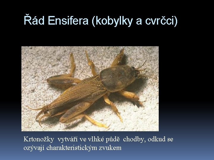 Řád Ensifera (kobylky a cvrčci) Krtonožky vytváří ve vlhké půdě chodby, odkud se ozývají