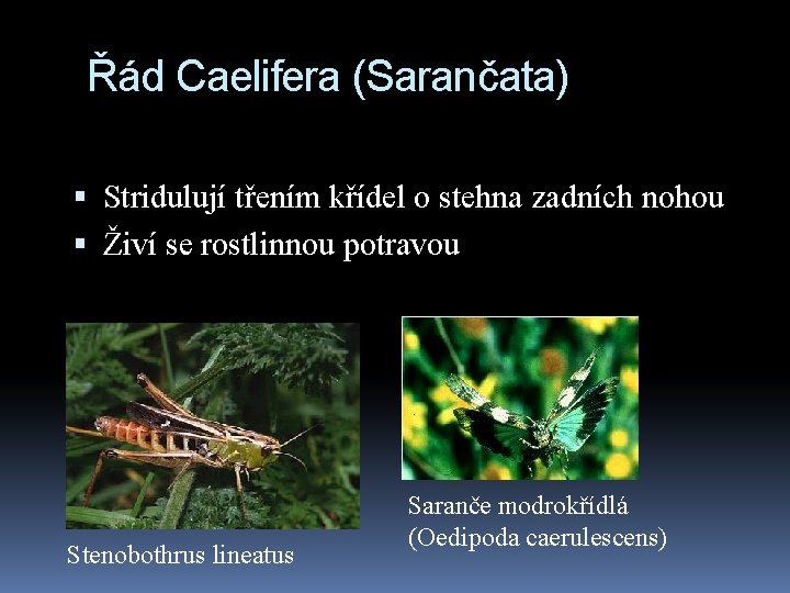 Řád Caelifera (Sarančata) Stridulují třením křídel o stehna zadních nohou Živí se rostlinnou potravou