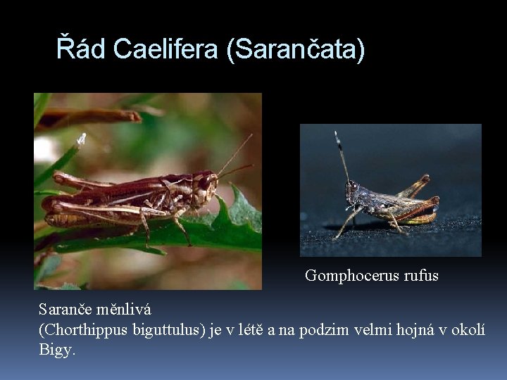 Řád Caelifera (Sarančata) Gomphocerus rufus Saranče měnlivá (Chorthippus biguttulus) je v létě a na