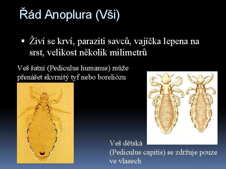 Řád Anoplura (Vši) Živí se krví, paraziti savců, vajíčka lepena na srst, velikost několik