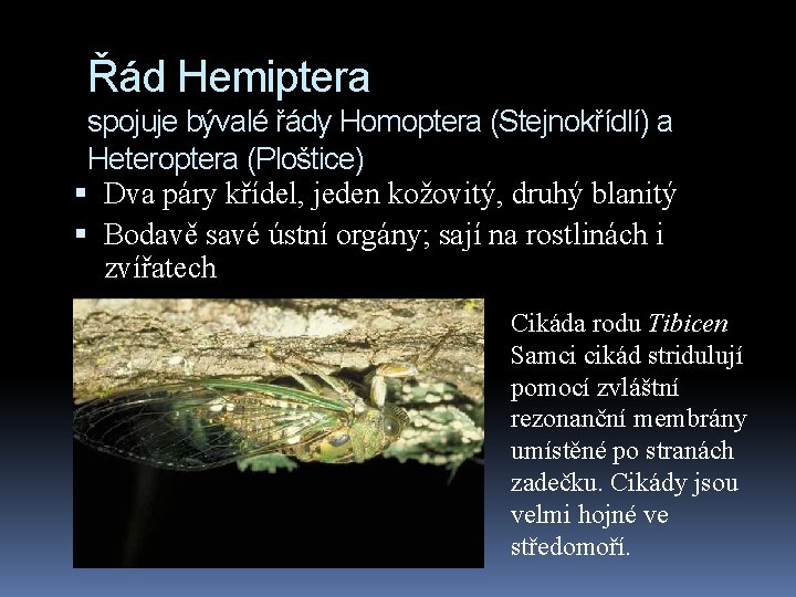 Řád Hemiptera spojuje bývalé řády Homoptera (Stejnokřídlí) a Heteroptera (Ploštice) Dva páry křídel, jeden