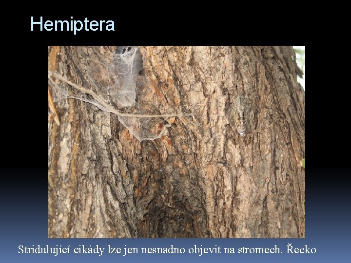 Hemiptera Stridulující cikády lze jen nesnadno objevit na stromech. Řecko 