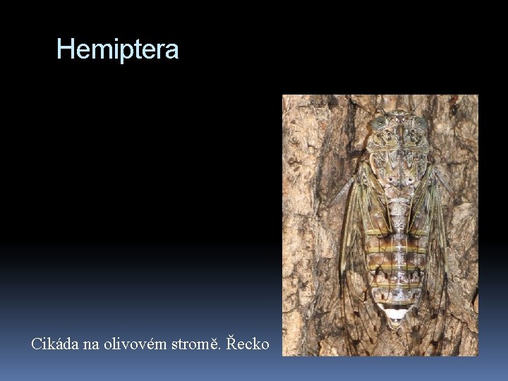Hemiptera Cikáda na olivovém stromě. Řecko 